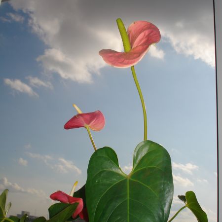 Anthurium